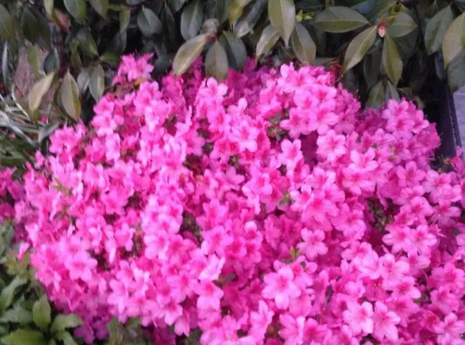 D'hotes Le Bignon Dans Les Alpes Mancelles Panzió